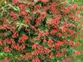 coral honeysuckle
